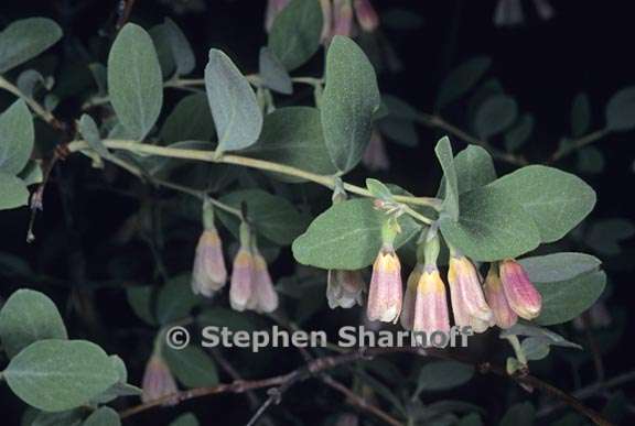 symphoricarpos rotundifolius 1 graphic